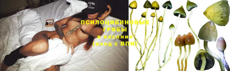 Псилоцибиновые грибы Magic Shrooms Минусинск